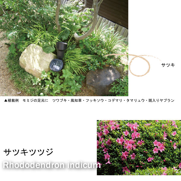 サツキツツジ　　葉　植木組合　皐月　さつき　つつじ　常緑低木