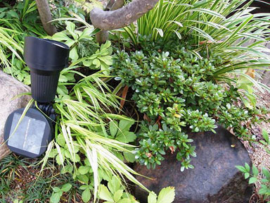 サツキツツジ　　葉　植木組合　皐月　さつき　つつじ　常緑低木　植栽例