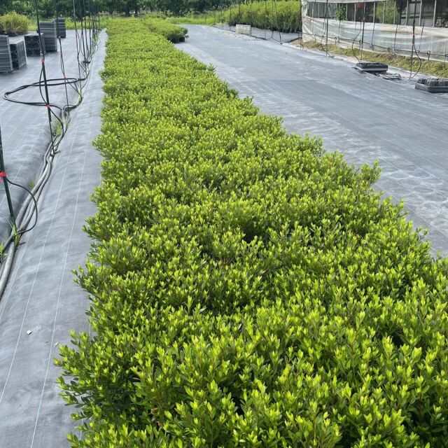 サツキツツジ　　葉　植木組合　皐月　さつき　つつじ　常緑低木