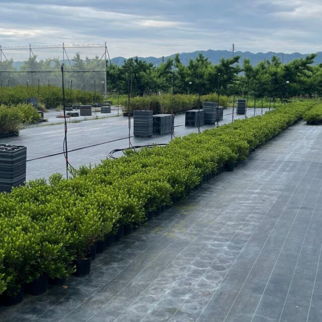 サツキツツジ　　葉　植木組合　皐月　さつき　つつじ　常緑低木