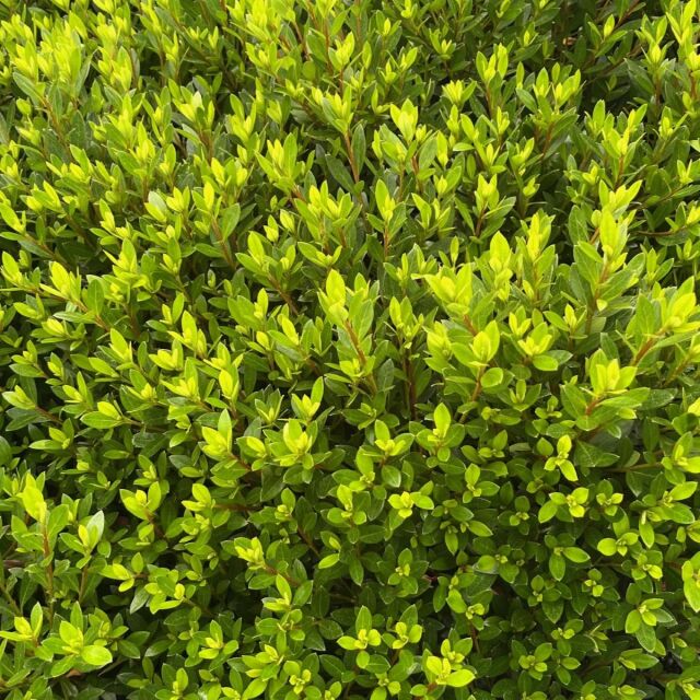 サツキツツジ　　葉　植木組合　皐月　さつき　つつじ　常緑低木