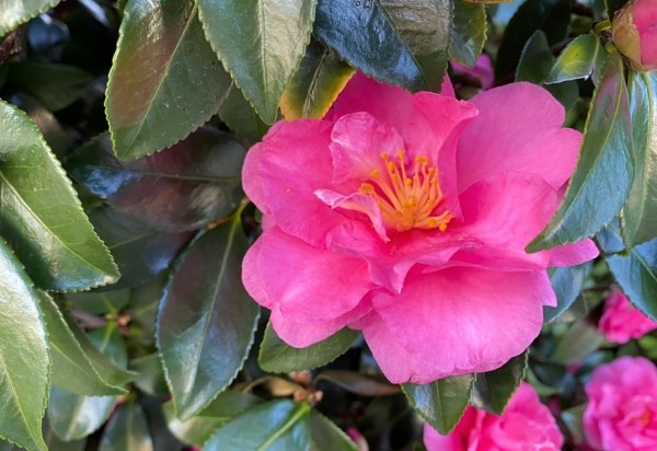 サザンカ　さざんか　山茶花　花　植木組合