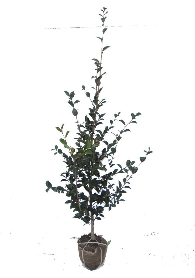 山茶花　サザンカ
