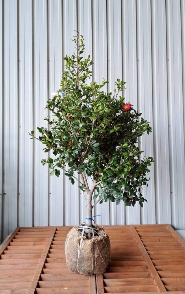 ワイセイ 矮性 山茶花 サザンカ さざんか 椿 つばき 赤 花 常緑 植木組合