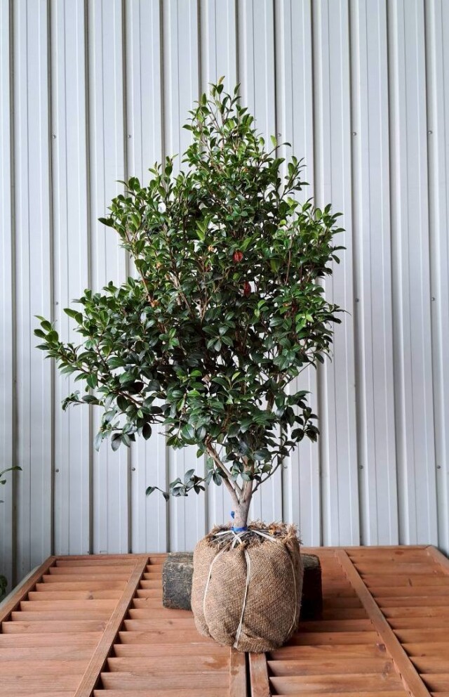 ワイセイ　矮性　山茶花　サザンカ　さざんか　椿　つばき　赤　花　常緑　植木組合