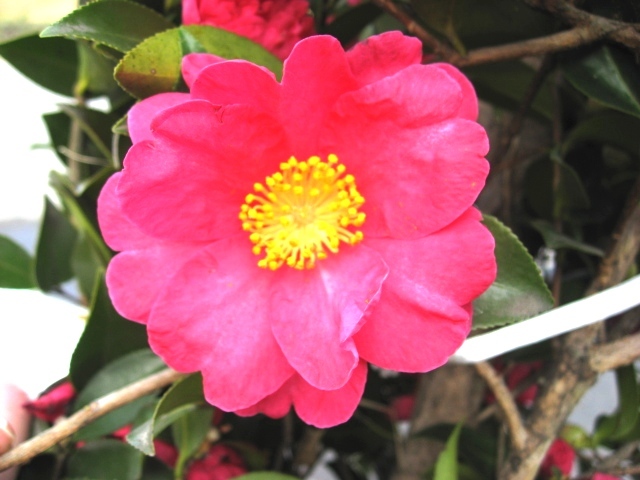 山茶花　サザンカ　　さざんか　花　赤　植木組合