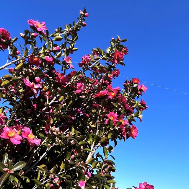 サザンカ　　山茶花　さざんか　植木組合　花