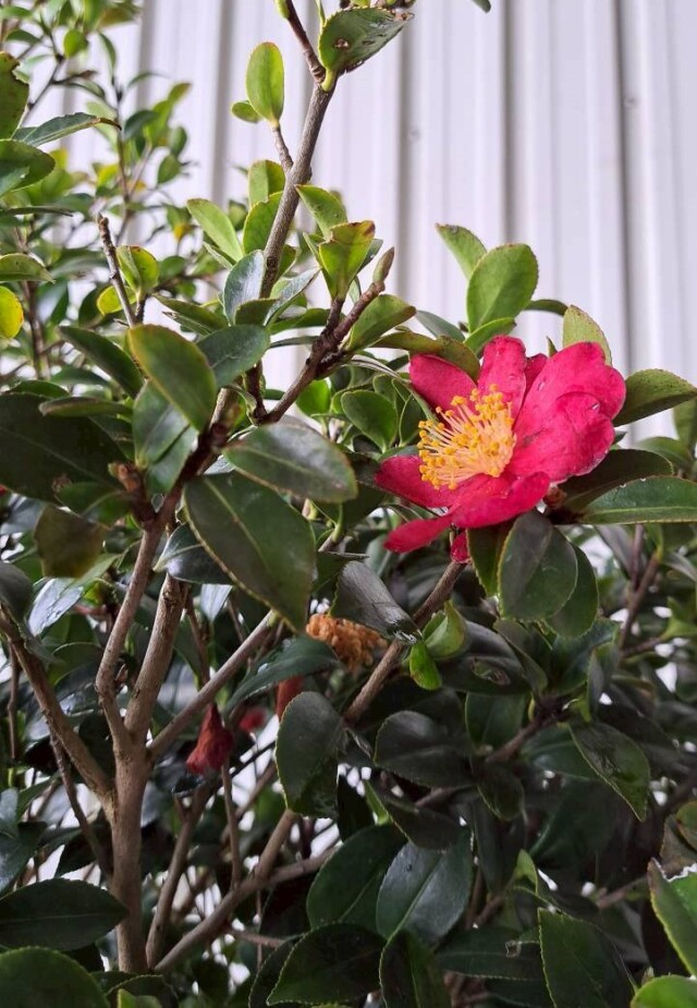 矮性サザンカ