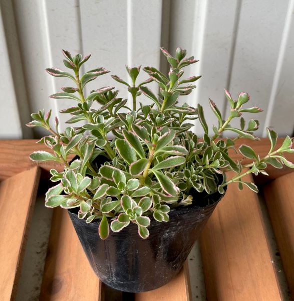 セダム　トリカラー　　植木組合