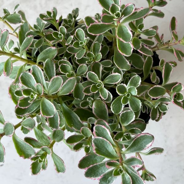 セダム トリカラー 苗