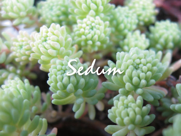 植木組合の　セダム　多肉植物　バリダム