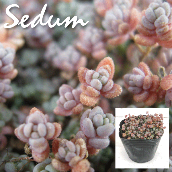 セダム 多肉植物 植木組合