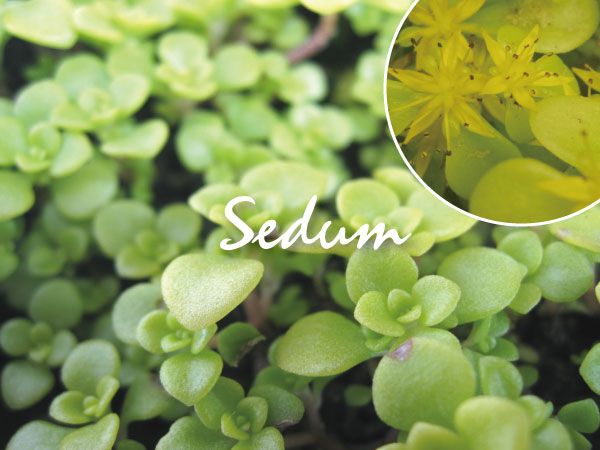 植木組合の　セダム　多肉植物　オウゴンマルバマンネングサ　黄金　万年草