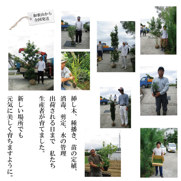 白松 （ハクショウ） 人気 植木 庭木