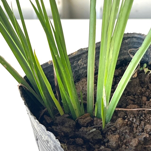 セキショウ　緑　苗　植木組合　葉