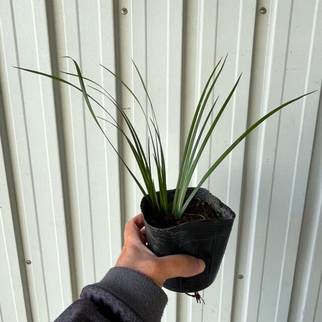 セキショウ　緑　苗　植木組合　葉