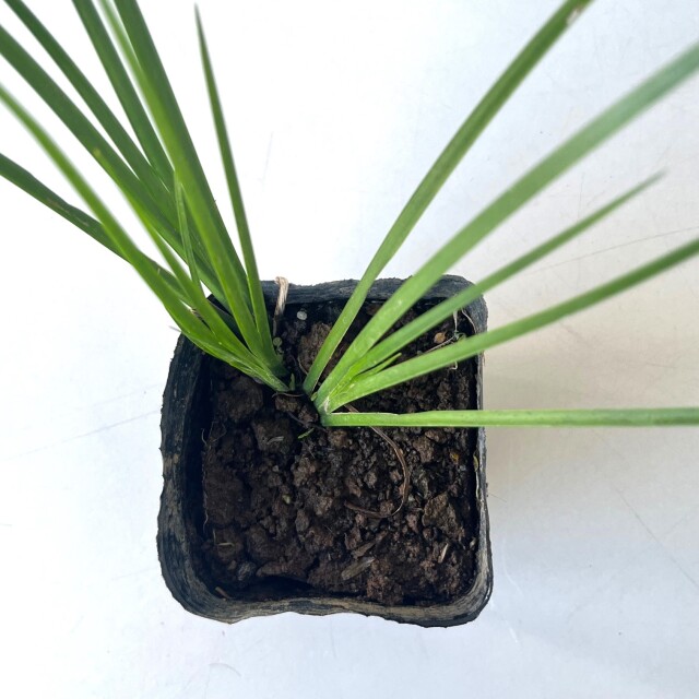 セキショウ　緑　苗　植木組合　葉