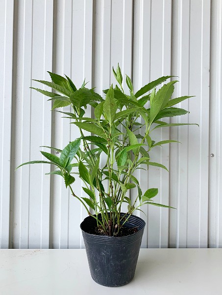 センリョウ　植木組合