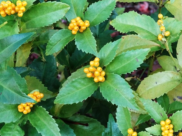 センリョウ　黄実　千両　せんりょう　実　葉　植木組合