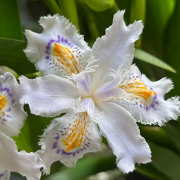 シャガ　600px　植木組合　グランドカバー　
