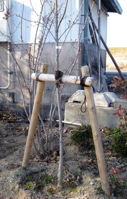 シュロ縄　杉テープ　使用例　しゅろなわ　すぎてーぷ　植木組合