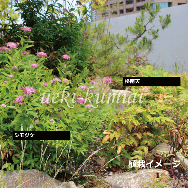 シモツケ　ヒイラギナンテン　植木組合　植栽例