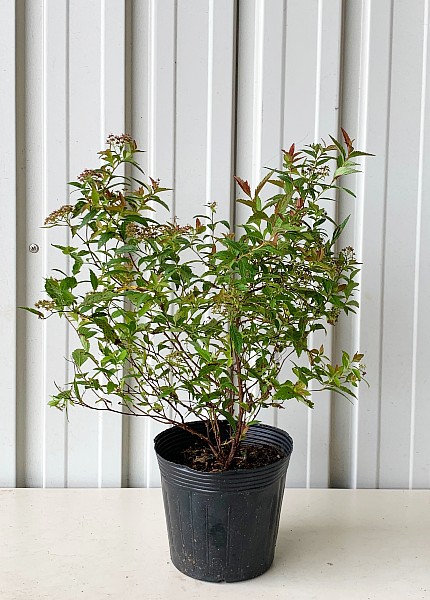 シモツケ　30～40ｃｍ　商品写真　ピンク　白　落葉　植木組合