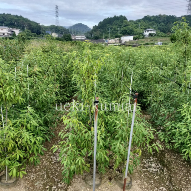 白樫　しらかし　シラカシ　生垣　葉　植木組合　苗