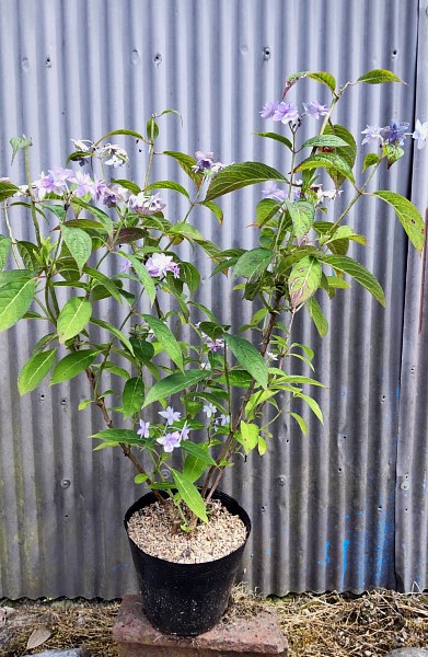 いろんなアジサイを集めました