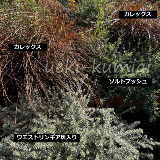 植栽例21　ウエストリンギア斑入り　カレックス　ソルトブッシュ　植木組合