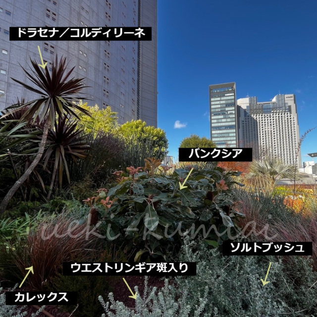 植栽例23　　バンクシア　ソルトブッシュ　コルディリネ　カレックス　ウエストリンギア斑入り