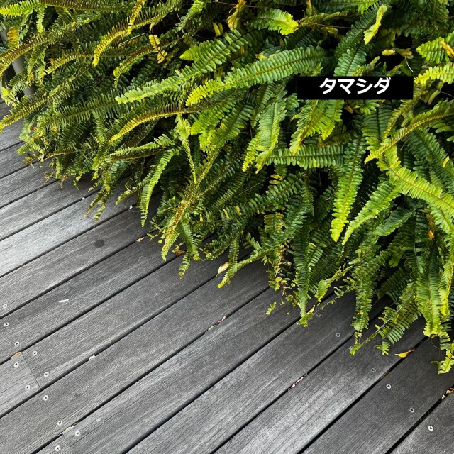 植栽例　タマシダ　植木組合