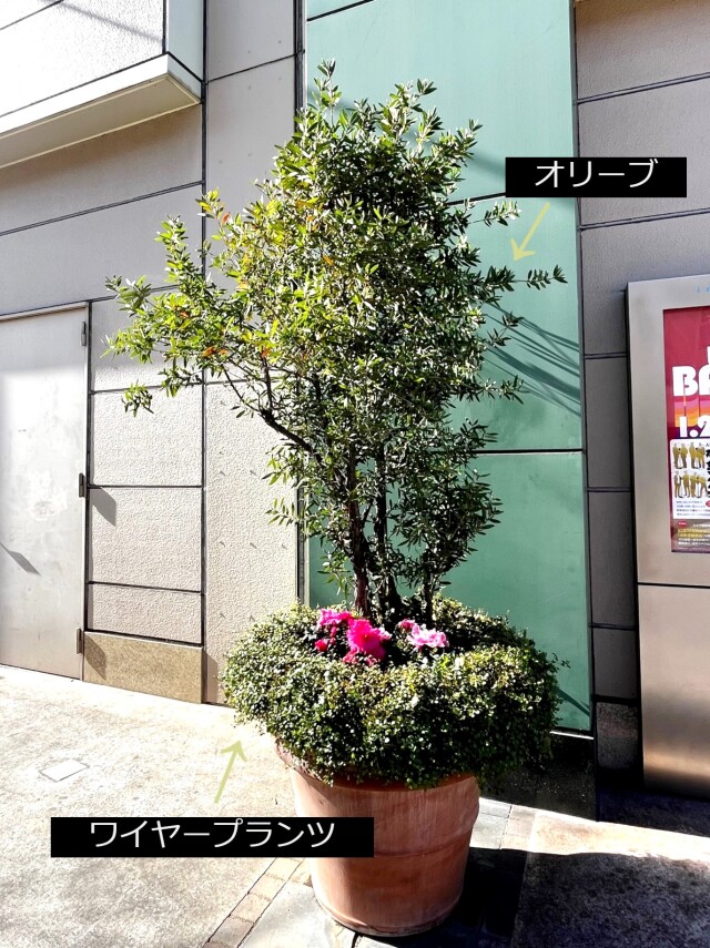 植栽例25　オリーブ　ワイヤープランツ　植木組合　