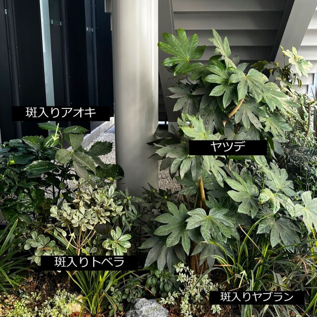 植栽例27　フイリアオキ　フイリトベラ　フイリヤツデ　フイリヤブラン　植木組合