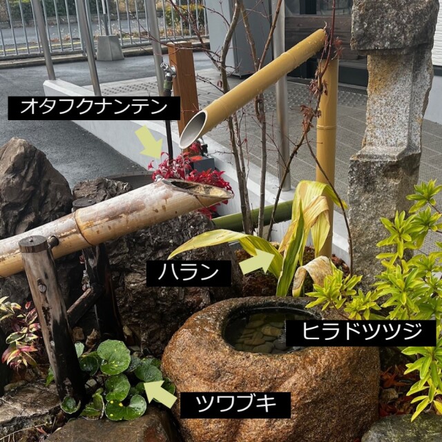 植栽例28　植木組合　ツワブキ　ハラン　ヒラドツツジ　　