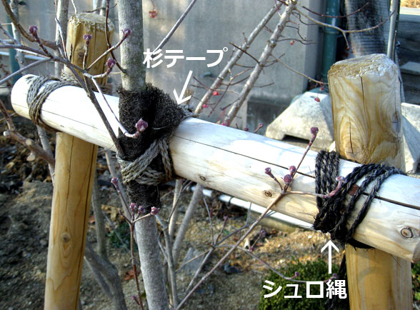 シュロ縄　杉テープ　使用例　しゅろなわ　すぎてーぷ　植木組合