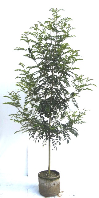 シマトネリコ　1本立