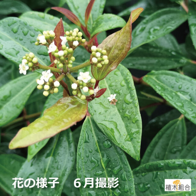 ビバーナム　シナモミフォリウム　常緑　ガマズミ　植木組合