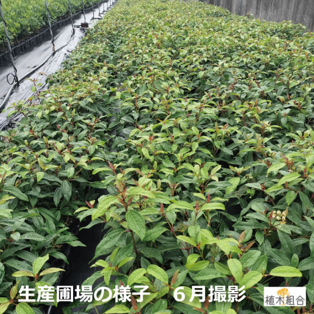 ビバーナム　シナモミフォリウム　常緑　ガマズミ　植木組合