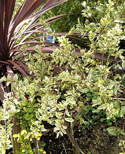 シルバープリペット　　植木組合　銀葉　斑入り　フイリ　低木　生垣　葉　花　植栽例