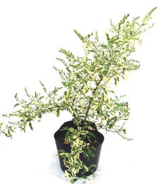 シルバープリペット　　植木組合　銀葉　斑入り　フイリ　低木　生垣　葉　花