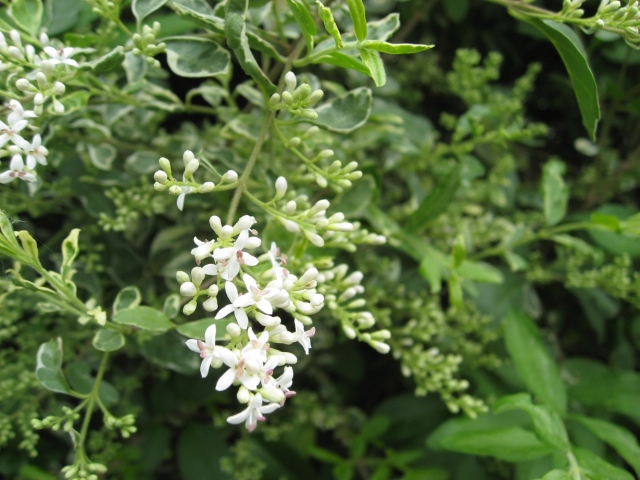 シルバープリペット　　植木組合　銀葉　斑入り　フイリ　低木　生垣　葉　花