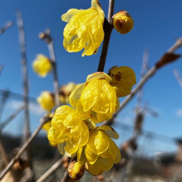 ソシンロウバイ　そしんろうばい　花　植木組合