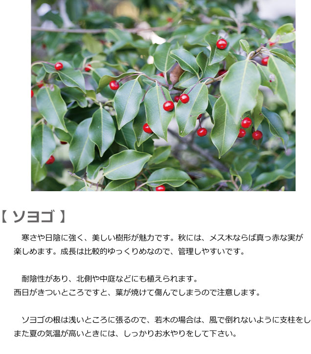 ソヨゴ　育て方