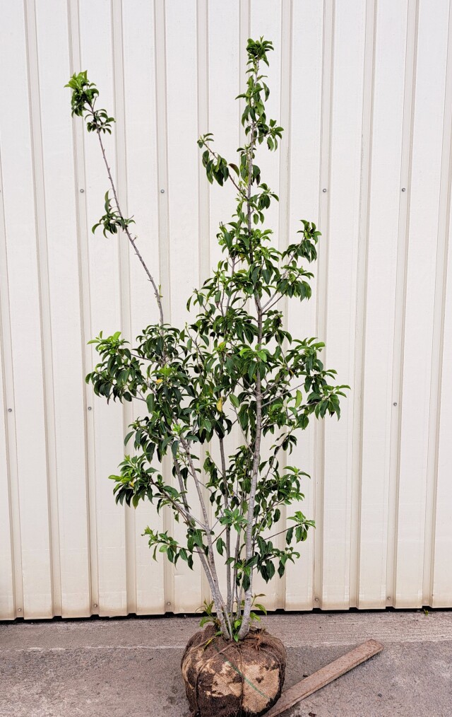 ソヨゴ　そよご　株立ち　たんぼく　植木組合