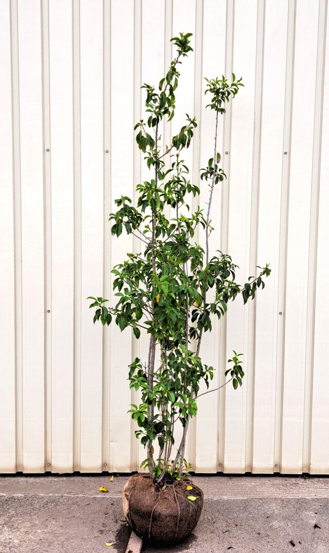 ソヨゴ　そよご　株立ち　たんぼく　植木組合
