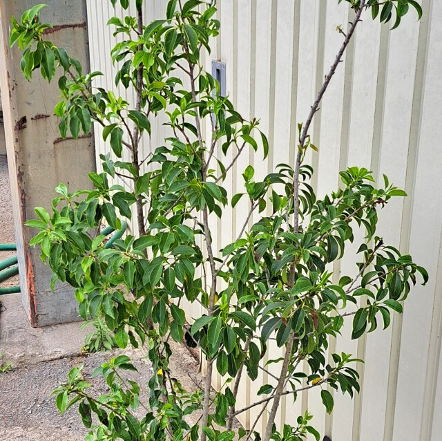 ソヨゴ　そよご　株立ち　たんぼく　植木組合