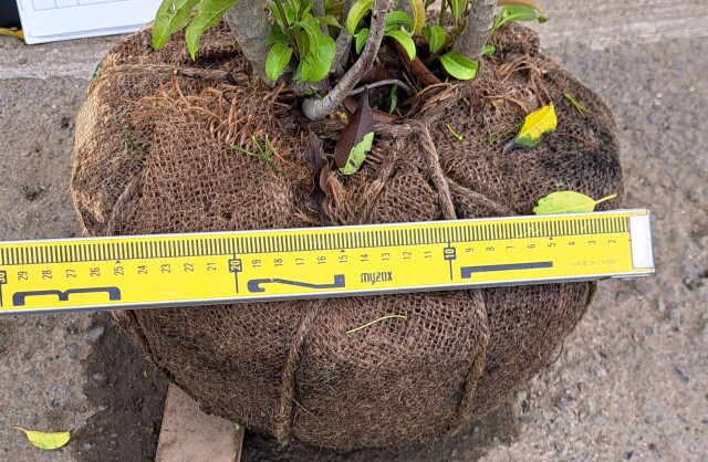 ソヨゴ　そよご　株立ち　たんぼく　植木組合