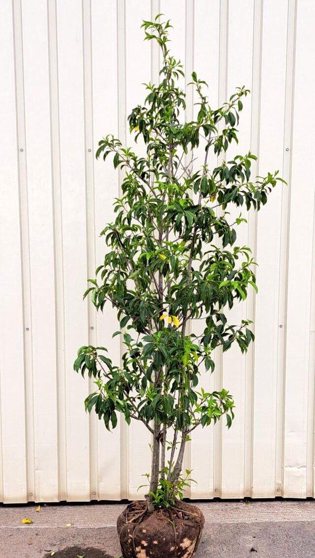 ソヨゴ　そよご　株立ち　たんぼく　植木組合