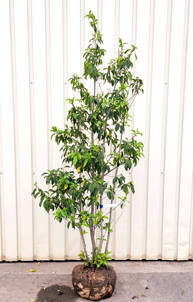 ソヨゴ　そよご　株立ち　たんぼく　植木組合